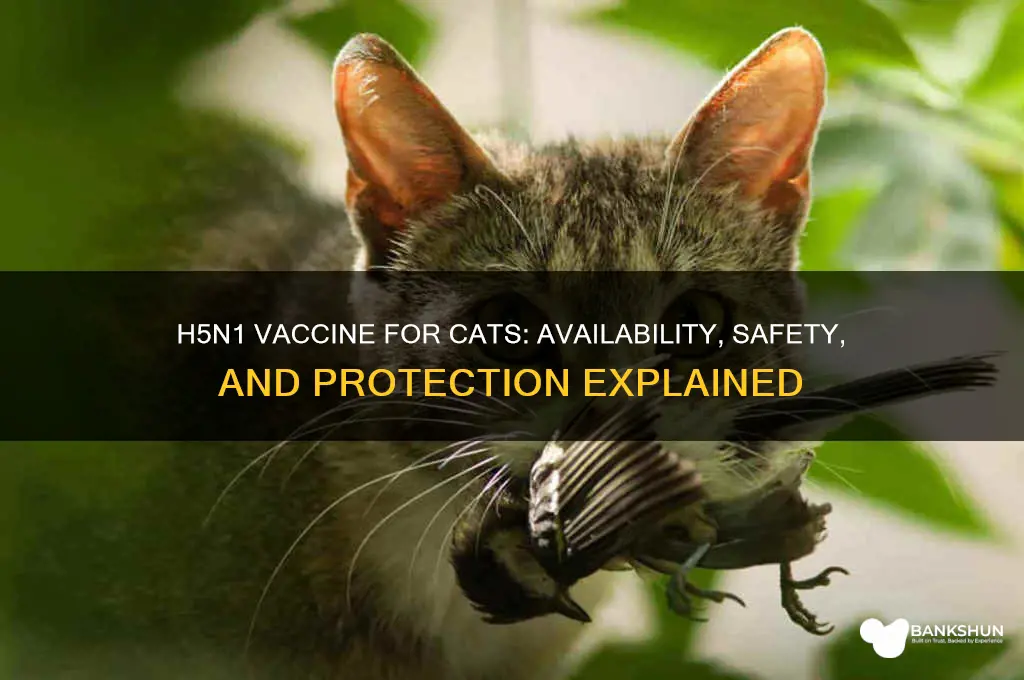 is there an h5n1 vaccine for cats