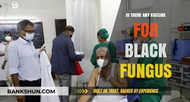 Black Fungus Vaccine: Current Status and Future Prospects Explained