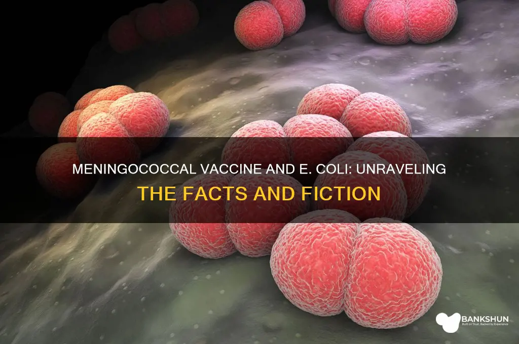 is there e coli in meningococcal vaccine