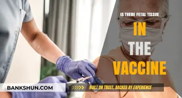 Fetal Tissue in Vaccines: Separating Fact from Fiction