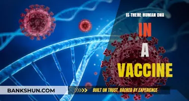 Human DNA in Vaccines: Fact or Fiction? Unraveling the Truth