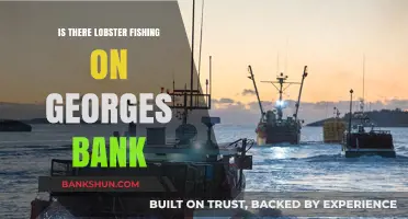 Exploring Lobster Fishing on Georges Bank: Facts and Insights