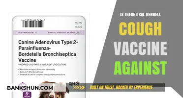Oral Kennel Cough Vaccine: Availability, Effectiveness, and Pet Protection