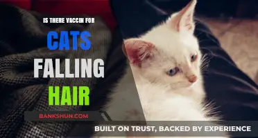 Can Vaccines Help Cats with Excessive Hair Loss? Find Out