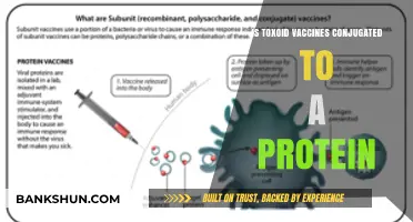 Are Toxoid Vaccines Conjugated to Proteins? Understanding Their Mechanism