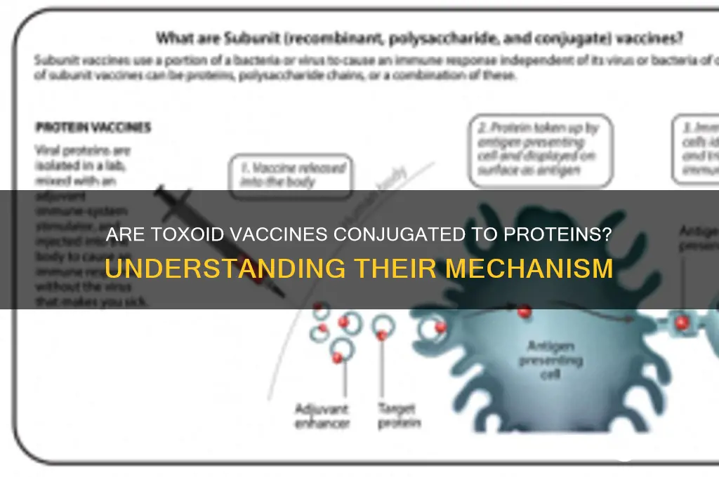 is toxoid vaccines conjugated to a protein