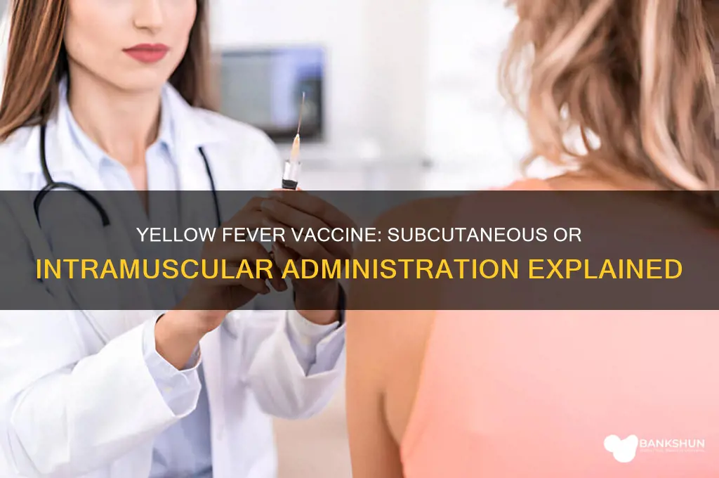 is yellow fever vaccine subcutaneous or intramuscular