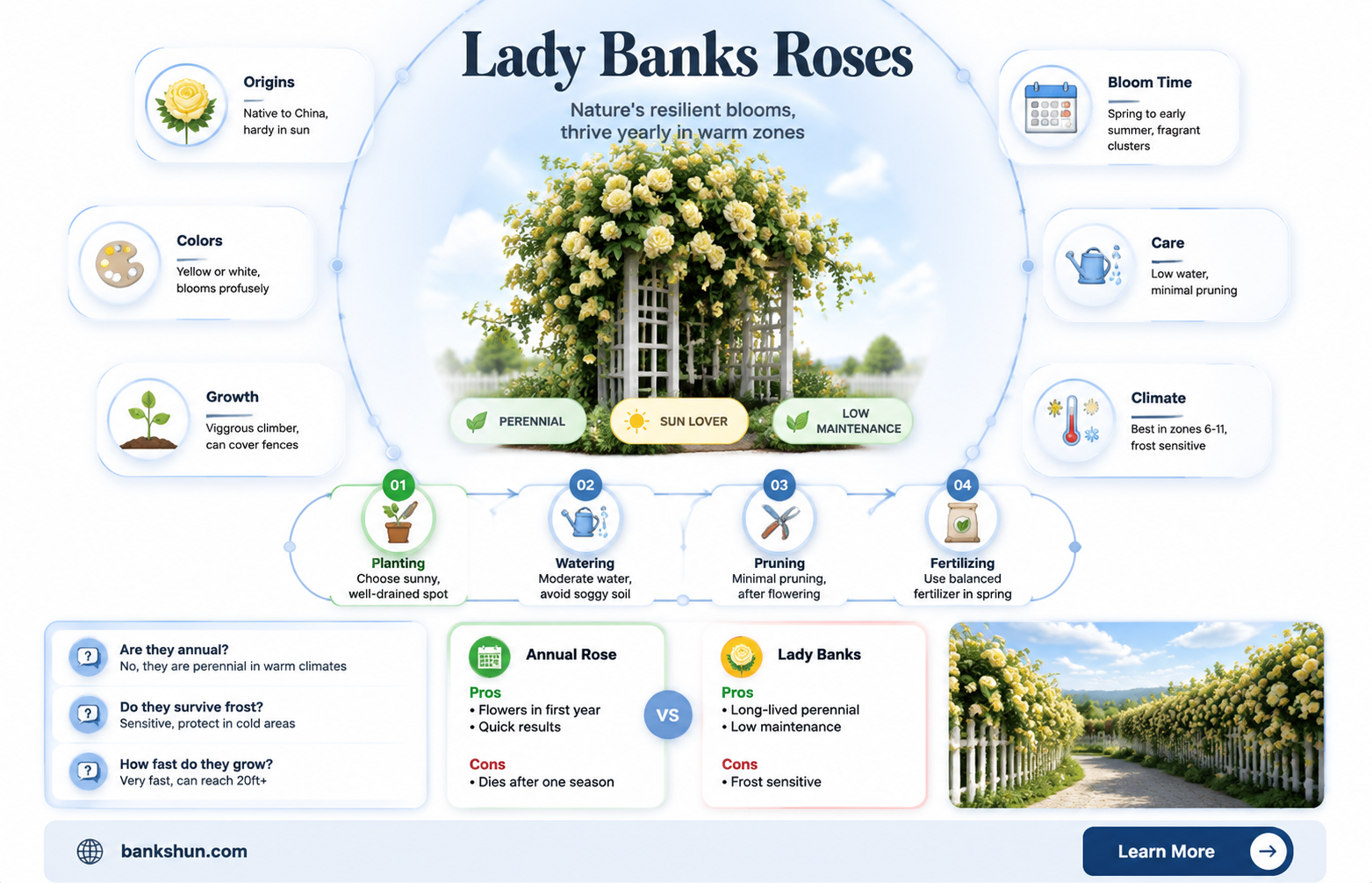 are lady banks roses annual or perennial
