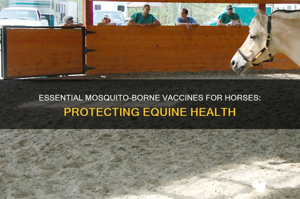 must have mosquito born vaccine for horses