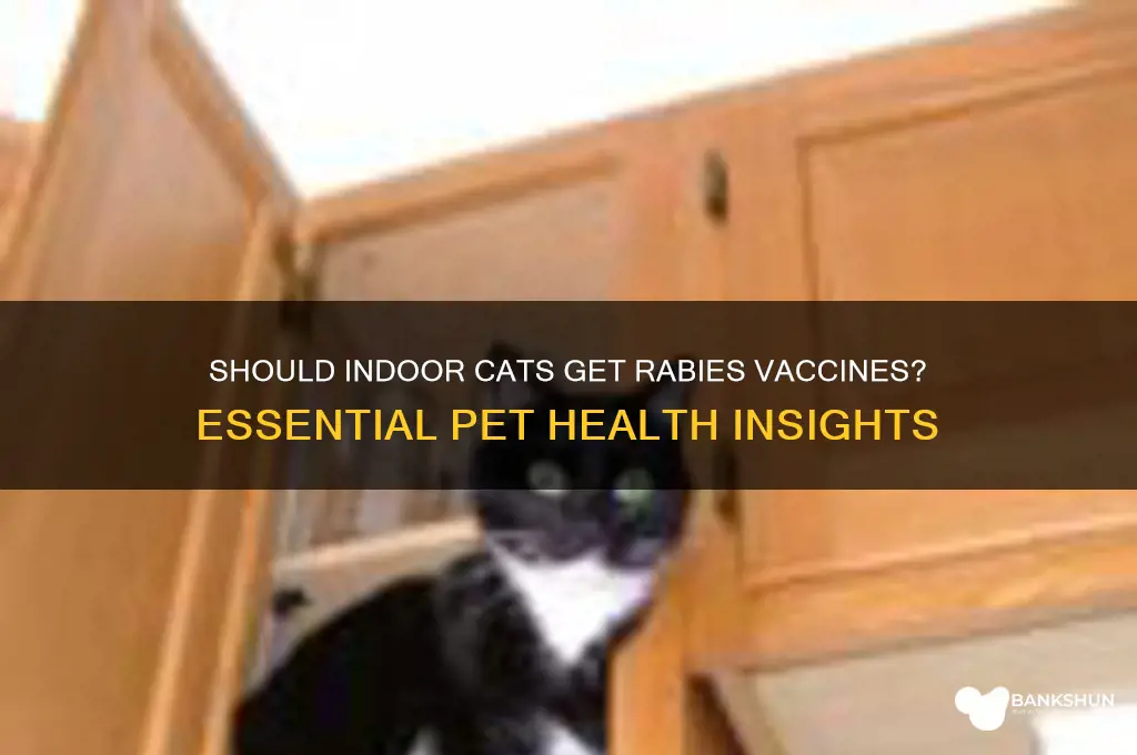 must i vaccinate indoor cat for rabies