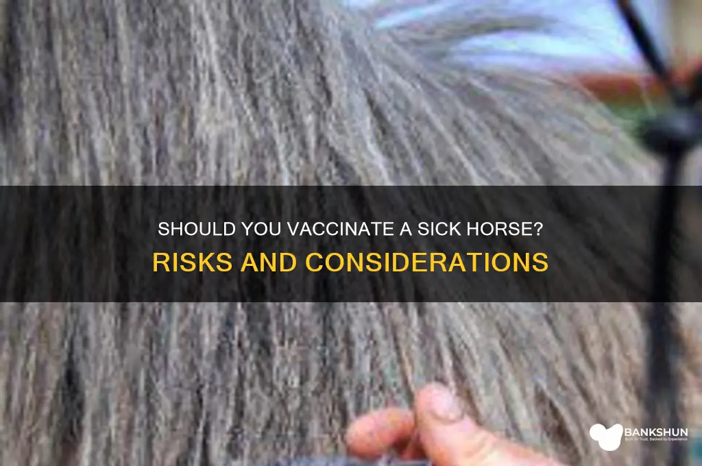 should a horse be vaccinated while sick
