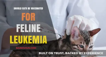 Should Cats Get the Feline Leukemia Vaccine? Pros and Cons