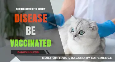 Vaccinating Cats with Kidney Disease: Risks, Benefits, and Expert Advice