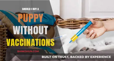 Should You Buy a Puppy Without Vaccinations? Risks and Considerations