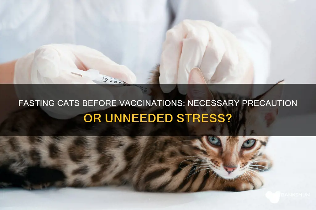should i fast my cat for vaccinations