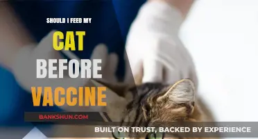 Feeding Your Cat Before Vaccination: What You Need to Know