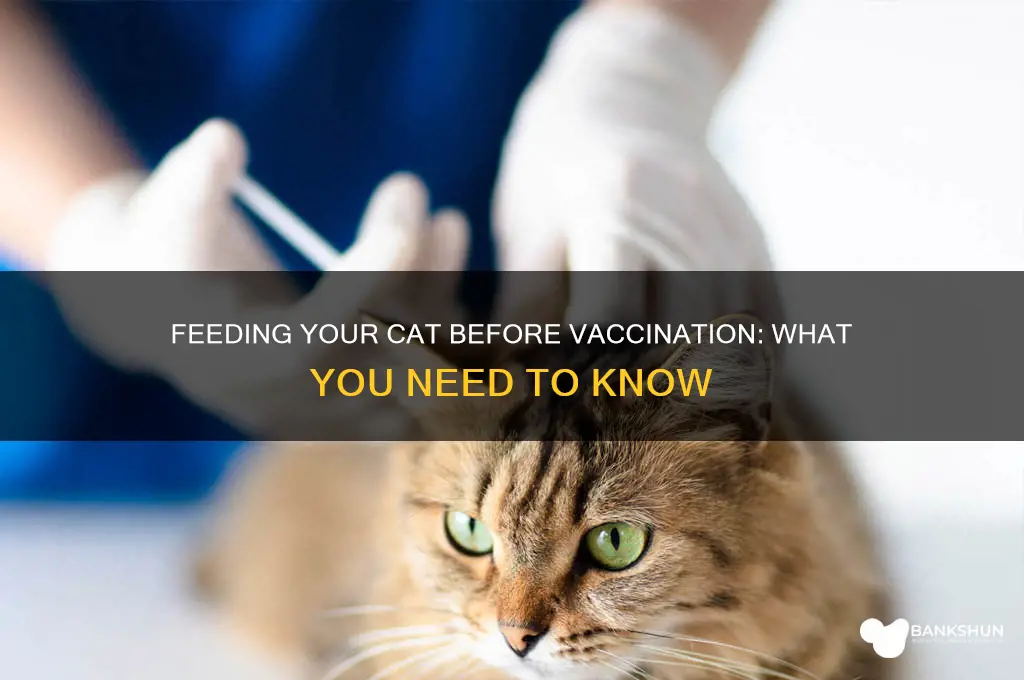should i feed my cat before vaccine