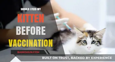 Kitten Vaccination Prep: Should You Feed Before the Vet Visit?