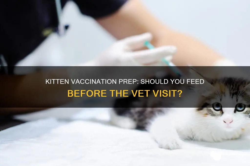 should i feed my kitten before vaccination