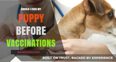 Puppy Vaccinations and Feeding: Timing Meals Before Shots Explained
