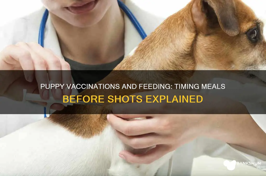 should i feed my puppy before vaccinations