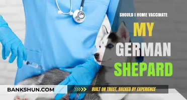 Home Vaccination for German Shepherds: Pros, Cons, and Expert Advice