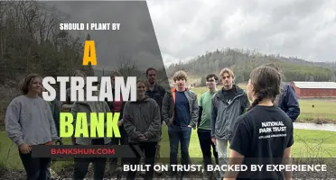 Planting by a Stream Bank: Benefits, Challenges, and Best Practices
