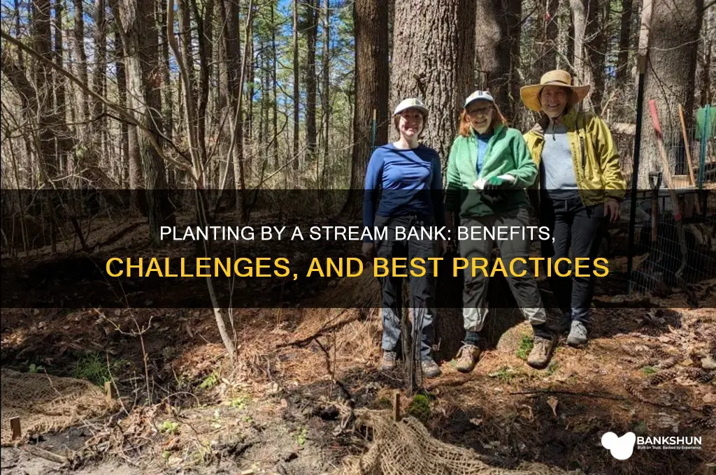 should i plant by a stream bank