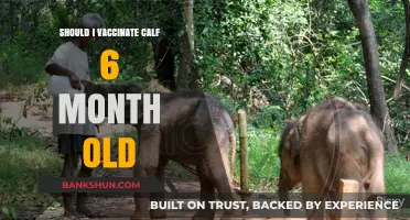 Should You Vaccinate Your 6-Month-Old Calf? Expert Insights