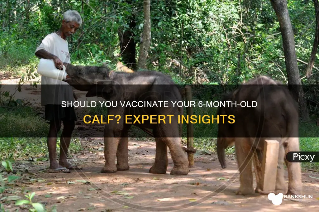 should i vaccinate calf 6 month old