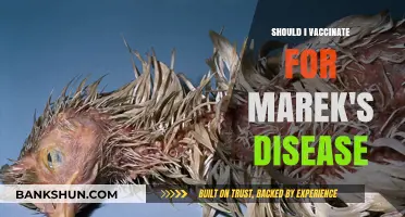Should You Vaccinate Your Flock Against Marek's Disease? Key Considerations
