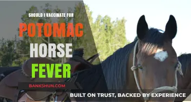 Should You Vaccinate for Potomac Horse Fever? Key Considerations