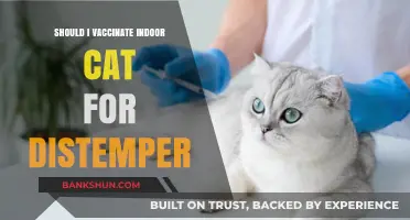 Should Indoor Cats Get the Distemper Vaccine? What to Know