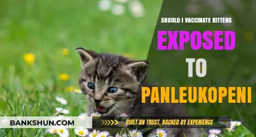 Vaccinating Kittens After Panleukopenia Exposure: Risks, Benefits, and Expert Advice