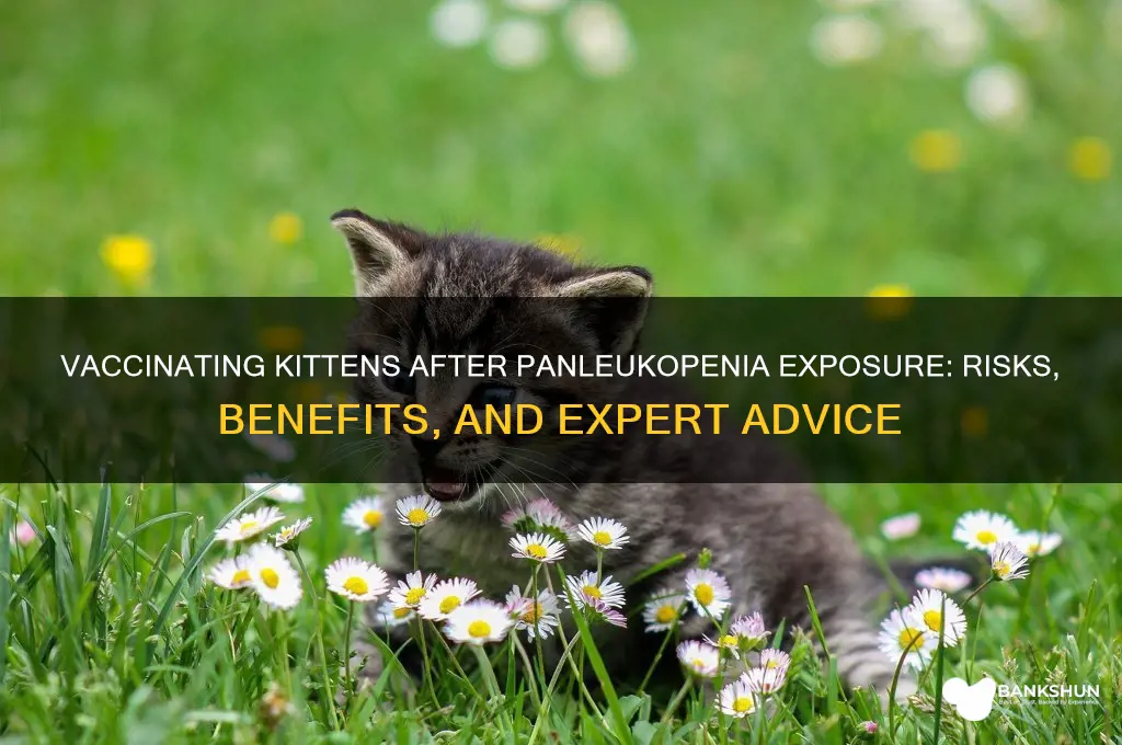 should i vaccinate kittens exposed to panleukopenia