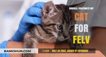 Should You Vaccinate Your Cat for FeLV? Key Considerations