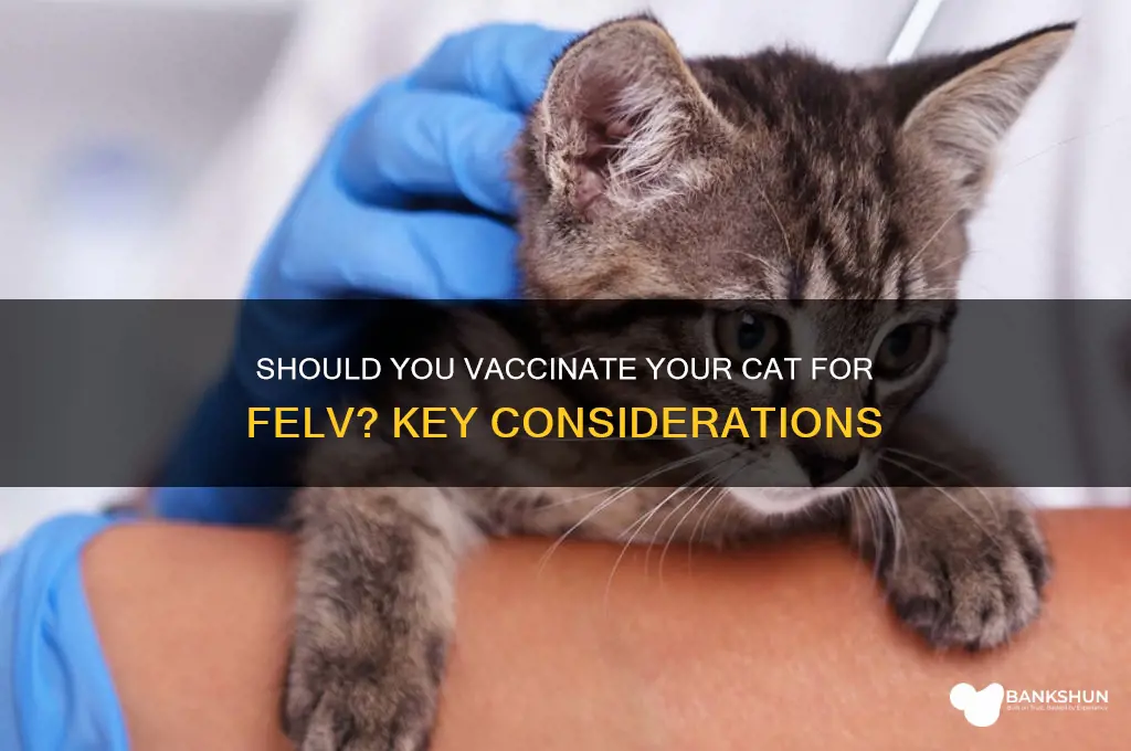 should i vaccinate my cat for felv