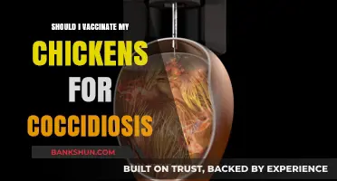 Should You Vaccinate Chickens for Coccidiosis? Pros, Cons, and Best Practices