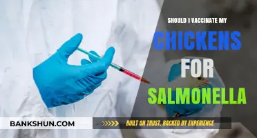 Vaccinating Chickens Against Salmonella: Essential Protection or Optional Care?