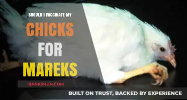 Should You Vaccinate Chicks for Marek's Disease? Pros and Cons