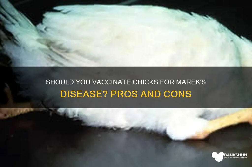 should i vaccinate my chicks for mareks