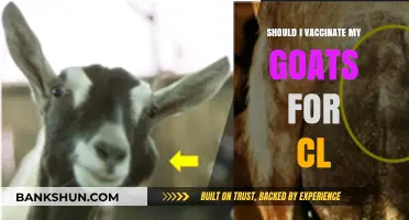 Should You Vaccinate Goats for CL? Essential Insights for Goat Owners
