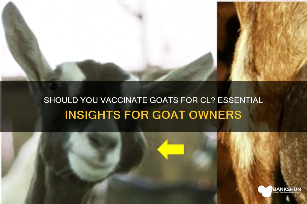 should i vaccinate my goats for cl