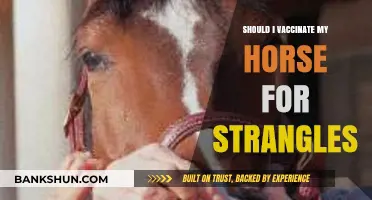 Should You Vaccinate Your Horse for Strangles? Key Considerations