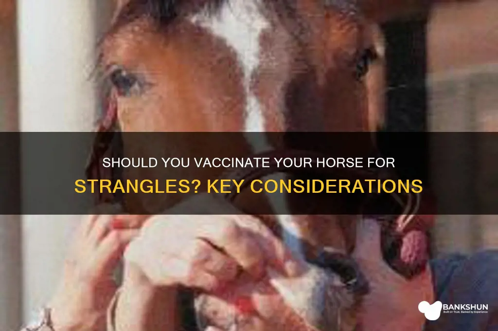 should i vaccinate my horse for strangles