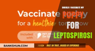 Should You Vaccinate Your Puppy for Leptospirosis? Key Considerations