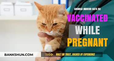 Pregnant Indoor Cats: Vaccination Safety and Necessity Explained