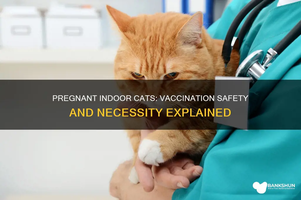 should indoor cats be vaccinated while pregnant