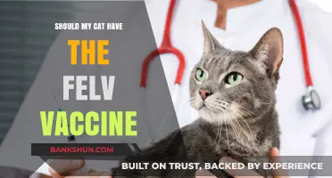 Should Your Cat Get the FeLV Vaccine? Key Considerations