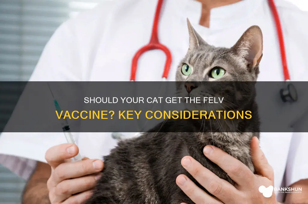 should my cat have the felv vaccine